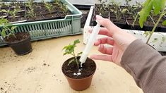 a person holding a plant in their hand with other plants and seeding trays behind them