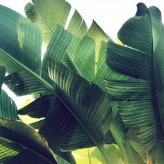 green leaves are shown against a white background