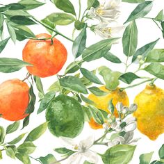 watercolor painting of oranges and lemons on a branch with white flowers in the background