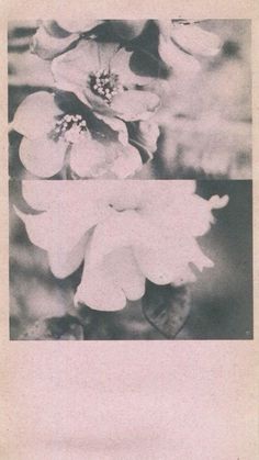 an old black and white photo of flowers