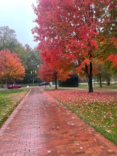 a brick path in the middle of a grassy area with trees and leaves on both sides