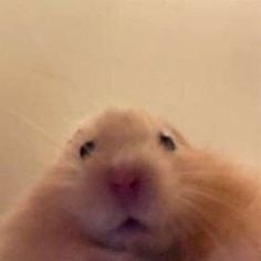 a hamster looking up at the camera