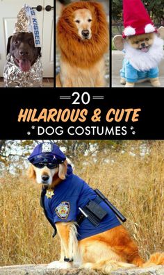 two dogs dressed up in costumes and one is wearing a dog costume with the caption, 20 hilarious & cute dog costumes