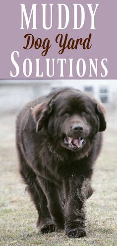 a large black dog walking across a grass covered field with the words muddy dog yard solutionss