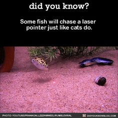 a fish that is sitting on the ground next to some other things in front of it