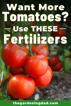 tomatoes growing on the vine with text overlay that says, want more tomatoes? use these fertilizers