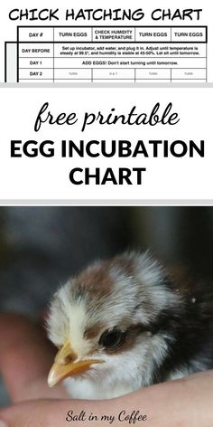 an egg incubation chart with the words free hatching chart