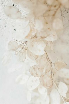 some white flowers are hanging from the ceiling with water droplets on them and in front of it