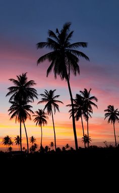 palm trees are silhouetted against an orange and blue sunset