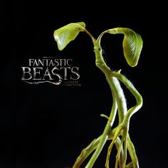 an image of a plant that is growing from the ground with words fantastic beasts on it