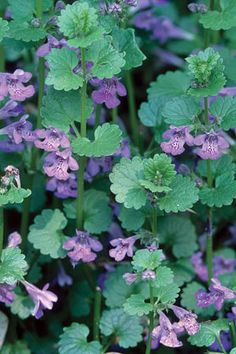 purple flowers and green leaves growing in the ground