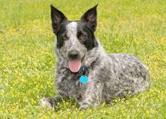 a dog laying in the grass with its tongue out