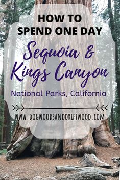 sequya and kings canyon national parks, california with text overlay that reads how to spend one day sequya & kings canyon