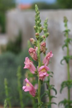 pink flowers with green stems in front of a concrete wall and shrubbery behind them