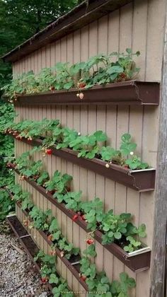 the strawberry plants are growing on the side of the building, and ready to be planted