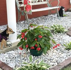 a small dog sitting on the ground next to a potted plant with red flowers