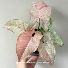 Syngonium Pink Spot Marble Harvest Aesthetic, Syngonium Plant, Flower Scenery, Plants In The House, Hoya Flowers, Garden Jungle, Home Forest, Plant Friends, Growing Veggies