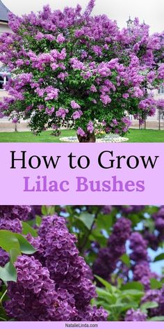 lila bush with the words how to grow lila bushes in front of it and an image of