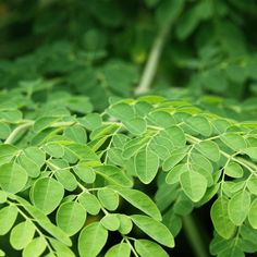 a close up view of some green leaves