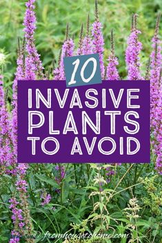 Beautiful Invasive Plants You Do Not Want In Your Garden Japanese Inspired Garden, Bamboo Species, Wisteria Plant, Autumn Clematis, Perennial Grasses, Invasive Plants, Perennial Shrubs, Shade Perennials, Evergreen Plants