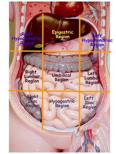 diagram of the human stomach with labels on each section and labeled organ regions in it