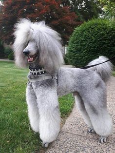 a gray poodle standing on top of a sidewalk next to a lush green field