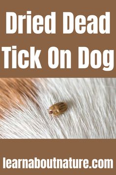 Dried Dead Tick On Dog Ticks, Pest Control, Health Problems, Dog Pictures, Mammals, Dogs