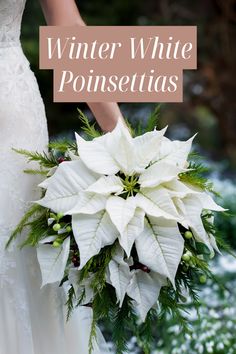 Winter Elegance: White Poinsettia Wedding Bouquets White Poinsettia Wedding Bouquet, Snowy Wedding Bouquet, Winter Themed Bouquet, Winter Wedding Bouquet Evergreen Bridesmaid, White Poinsettia Bouquet, December Wedding Flowers Bridal Bouquets, Simple Bridal Bouquet Winter