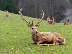 some deer are laying down in the grass