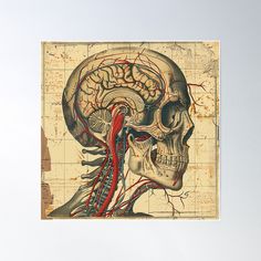 a drawing of the human head and neck with blood vessels coming out of it poster