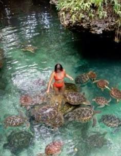 Taman Air, Vacation Mood, A Turtle, Dream Holiday, Marine Biology