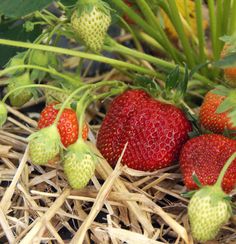 three strawberries are growing on the plant