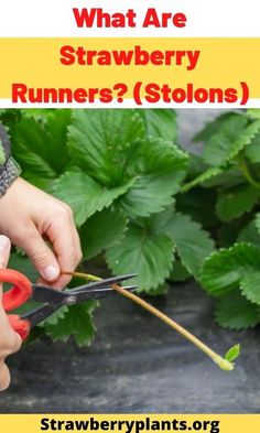 someone is cutting strawberries with scissors in front of green plants and text that reads, what are strawberry runners? stolons