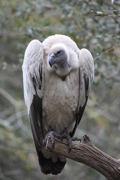 a large bird sitting on top of a tree branch