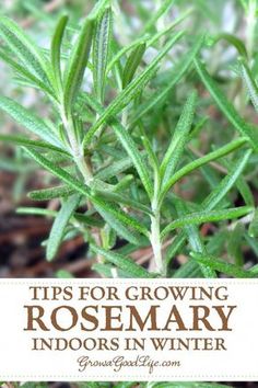 rosemary plant with the title tips for growing rosemary indoors in winter