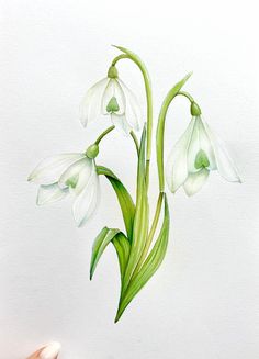 a drawing of some white flowers with green stems