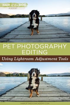 Using Lightroom Adjustment Tools - Pet Photography Dog Photography Settings, Homeschool Photos, Dog Photography Ideas Creative, Pet Photography Ideas, Editing Business, Personality Portraits, Pet Photography Business