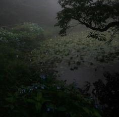 the fog is covering the water and plants in the field at night time, with only one leaf on the tree