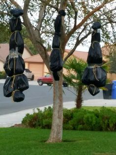 three black bags hanging from a tree in front of a house with cars parked on the street behind them