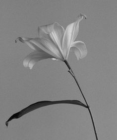 black and white photograph of a single flower in the middle of an image with gray background