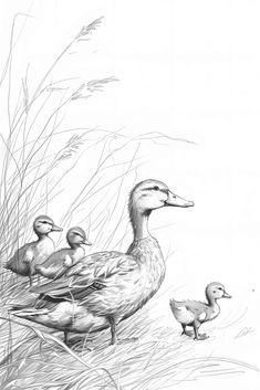 a pencil drawing of ducks and their babies in the grass by some tall reeds