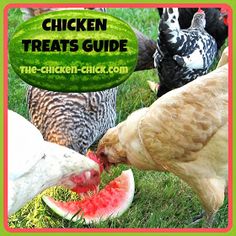 the chicken treats guide is open and ready to be used as an adult feeding station