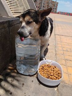 a dog drinking water out of a plastic bottle next to a white bowl with food in it