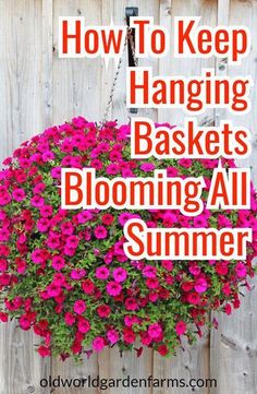 hanging basket filled with pink flowers and text how to keep hanging baskets blooming all summer