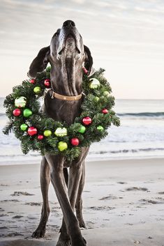 a dog is standing on the beach with a wreath around it's neck and looking up at the sky