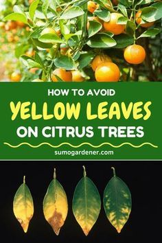 how to avoid yellow leaves on citrus trees