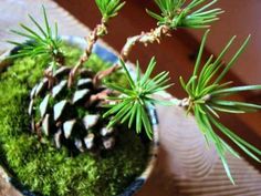 a small pine cone sitting on top of a green moss covered potted tree branch