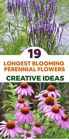 purple flowers with the title 19 longest blooming perennials creative ideas