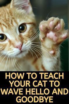 an orange and white cat with the caption how to teach your cat to wave hello and goodbye