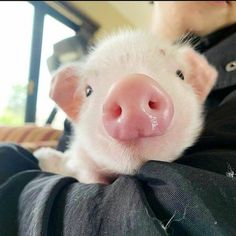 a small pig is being held in someone's arms